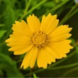 Kép 3/5 - Coreopsis auriculata 'Nana' – Törpe menyecskeszem