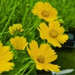 Kép 4/5 - Coreopsis auriculata 'Nana' – Törpe menyecskeszem