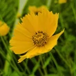 Kép 5/5 - Coreopsis auriculata 'Nana' – Törpe menyecskeszem
