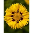 Kép 1/2 - Coreopsis grandiflora 'Andiamo Yellow Red' – Nagyfészkű menyecskeszem