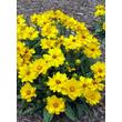 Kép 3/5 - Coreopsis grandiflora 'Presto' - Menyecskeszem