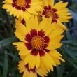 Kép 3/4 - Coreopsis grandiflora 'Sunfire' - Nagyfészkű menyecskeszem (sárga-bordó)