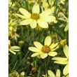 Kép 1/5 - Coreopsis verticillata 'Moonbeam' - Keskenylevelű menyecskeszem