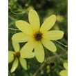 Kép 2/5 - Coreopsis verticillata 'Moonbeam' - Keskenylevelű menyecskeszem