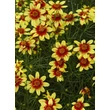 Kép 1/3 - Coreopsis verticillata 'Route 66' - Keskenylevelű menyecskeszem