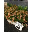 Kép 3/3 - Coreopsis verticillata 'Route 66' - Keskenylevelű menyecskeszem