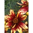 Kép 2/3 - Coreopsis verticillata 'Route 66' - Keskenylevelű menyecskeszem