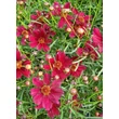 Kép 4/4 - Coreopsis verticillata 'Ruby Red' – Keskenylevelű menyecskeszem