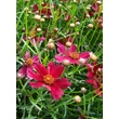 Kép 3/4 - Coreopsis verticillata 'Ruby Red' – Keskenylevelű menyecskeszem