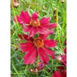 Kép 1/4 - Coreopsis verticillata 'Ruby Red' – Keskenylevelű menyecskeszem