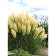 Kép 2/5 - Cortaderia selloana 'Compacta' – Ezüstös pampafű habitusa