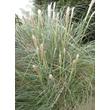 Kép 3/5 - Cortaderia selloana 'Compacta' – Ezüstös pampafű levélzete