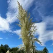 Kép 3/6 - Cortaderia selloana 'Pumila' - Ezüstös pampafű (krémfehér)