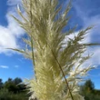 Kép 5/6 - Cortaderia selloana 'Pumila' - Ezüstös pampafű (krémfehér)
