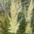 Kép 1/6 - Cortaderia selloana 'Pumila' - Ezüstös pampafű (krémfehér)