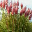 Kép 1/2 - Cortaderia selloana 'Rosea' - Ezüstös pampafű (rózsaszín)