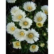 Kép 1/5 - Delosperma congestum 'Alba' (syn.: 'Album') - Délvirág