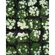 Kép 2/5 - Delosperma congestum 'Alba' - Délvirág állománya