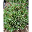 Kép 3/5 - Delosperma congestum 'Alba' - Délvirág  lombozata