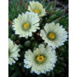 Kép 4/5 - Delosperma congestum 'Alba' - Délvirág virága