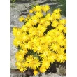 Kép 1/5 - Delosperma congestum 'Golden Nugget' – Délvirág