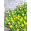 Kép 2/5 - Delosperma congestum 'Golden Nugget' – Délvirág