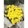Kép 4/5 - Delosperma congestum 'Golden Nugget' – Délvirág
