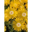 Kép 3/5 - Delosperma congestum 'Golden Nugget' – Délvirág