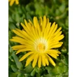 Kép 1/2 - Delosperma deschampsii – Délvirág, kristályvirág