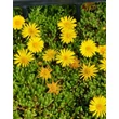 Kép 2/2 - Delosperma deschampsii – Délvirág, kristályvirág