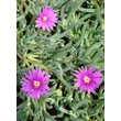 Kép 3/4 - Delosperma ecklonis - Délvirág