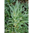 Kép 2/4 - Delosperma ecklonis - Délvirág