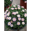 Kép 2/4 - Delosperma 'Jewel of Desert Rosequartz' - Délvirág