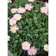 Kép 3/4 - Delosperma 'Jewel of Desert Rosequartz' - Délvirág