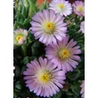 Kép 4/4 - Delosperma 'Jewel of Desert Rosequartz' - Délvirág