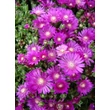 Kép 1/4 - Delosperma 'Sani Pass' - Délvirág