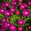 Kép 1/4 - Delosperma 'Sundella Neon' – Délvirág, kristályvirág