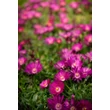 Kép 2/4 - Delosperma 'Sundella Neon' – Délvirág, kristályvirág