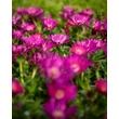 Kép 3/4 - Delosperma 'Sundella Neon' – Délvirág, kristályvirág
