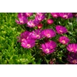 Kép 4/4 - Delosperma 'Sundella Neon' – Délvirág, kristályvirág