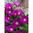Kép 1/3 - Delosperma 'Sundella Neon' – Délvirág, kristályvirág