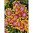Kép 1/2 - Delosperma 'Sundella Orange' – Délvirág, kristályvirág