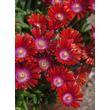 Kép 1/4 - Delosperma 'Sundella Red' – Délvirág, kristályvirág