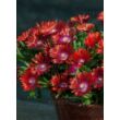 Kép 3/4 - Delosperma 'Sundella Red' – Délvirág, kristályvirág habitusa