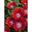 Kép 4/4 - Delosperma 'Sundella Red' – Délvirág, kristályvirág virágai