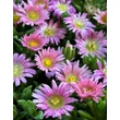 Kép 2/2 - Delosperma sutherlandii 'Peach Star' – Délvirág