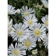 Kép 4/4 - Delosperma 'Wheels of Wonder White Wonder' – Délvirág, kristályvirág