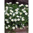 Kép 2/4 - Delosperma 'Wheels of Wonder White Wonder' – Délvirág, kristályvirág