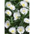 Kép 3/4 - Delosperma 'Wheels of Wonder White Wonder' – Délvirág, kristályvirág