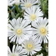 Kép 1/4 - Delosperma 'Wheels of Wonder White Wonder' – Délvirág, kristályvirág